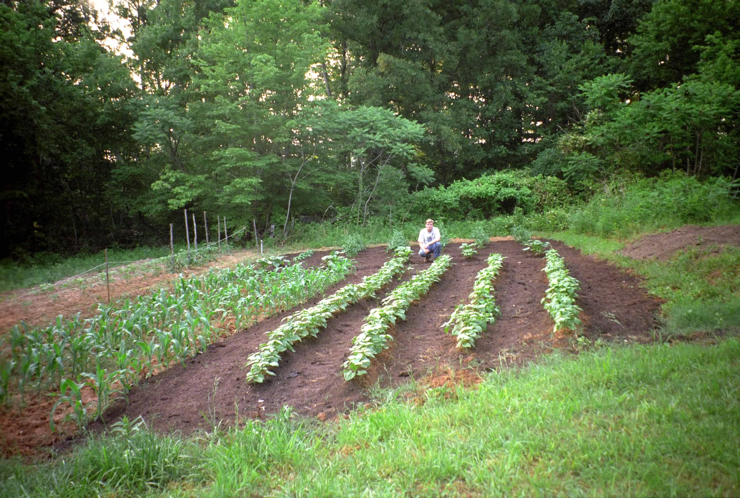 David tending rows of vegetables at Pixie Farm