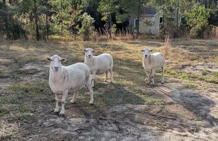 Sheep grazing on the farm — natural land management at Pixie Farm